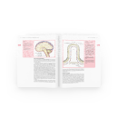 Neuroanatomie