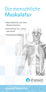 Die menschliche Muskulatur