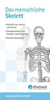 Das menschliche Skelett