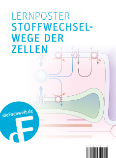 Lernposter – Stoffwechselwege der Zellen