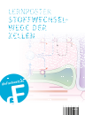 Lernposter – Stoffwechselwege der Zellen