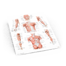 Das Muskelbuch, inkl. Anatomieposter